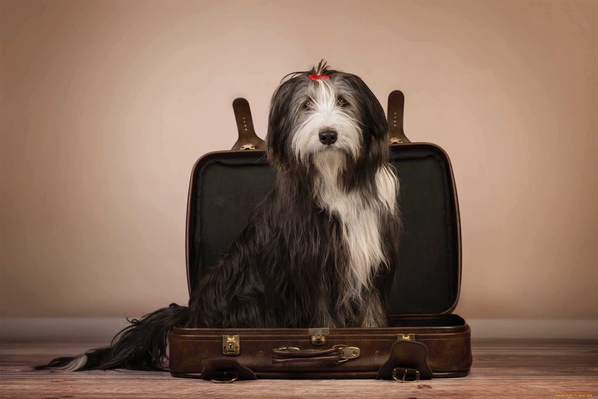 Собака и чемодан